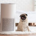 Does an Air Purifier Make a Noticeable Difference?